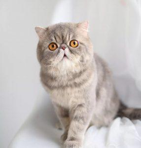 这5种猫便宜又好养,很适合新手!(图1)