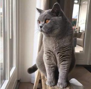 这5种猫便宜又好养,很适合新手!(图4)