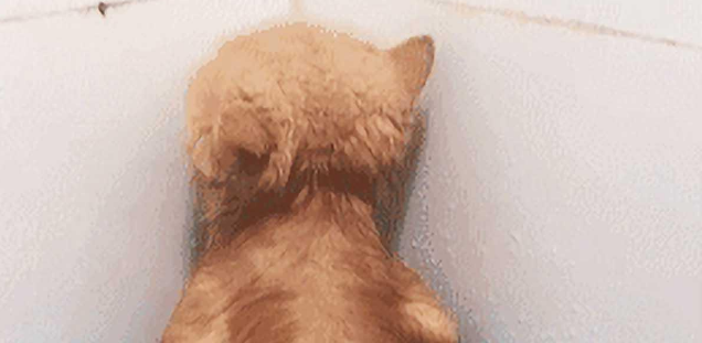 主人帮猫洗澡时不小心把它弄痛,随后它的一个举动,让人瞬间笑喷(图1)