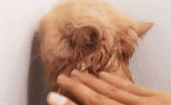 主人帮猫洗澡时不小心把它弄痛,随后它的一个举动,让人瞬间笑喷(图2)