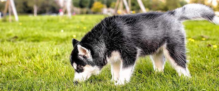 狗狗一天要喝多少水才合适?怎么让不爱喝水的狗狗多喝一点?(图5)