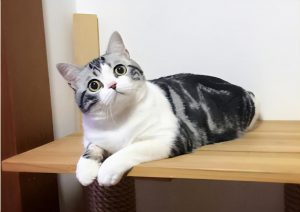 常见猫咪的身价行情分许,影响猫咪的价格的关键因素有哪些?(图5)