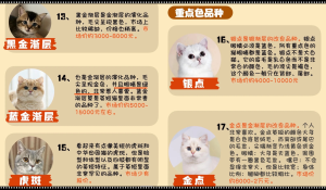 常见猫咪的身价行情分许,影响猫咪的价格的关键因素有哪些?(图4)