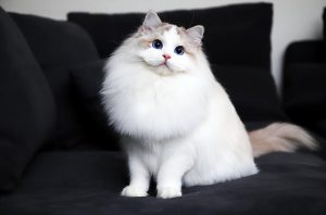 常见猫咪的身价行情分许,影响猫咪的价格的关键因素有哪些?(图6)