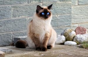 常见猫咪的身价行情分许,影响猫咪的价格的关键因素有哪些?(图7)