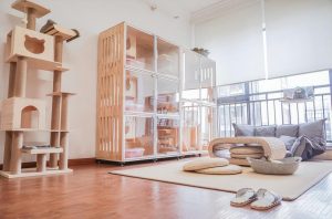 常见猫咪的身价行情分许,影响猫咪的价格的关键因素有哪些?(图17)