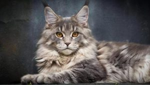 常见猫咪的身价行情分许,影响猫咪的价格的关键因素有哪些?(图12)