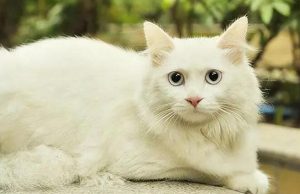 常见猫咪的身价行情分许,影响猫咪的价格的关键因素有哪些?(图10)