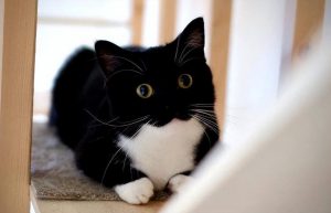 常见猫咪的身价行情分许,影响猫咪的价格的关键因素有哪些?(图11)