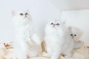 常见猫咪的身价行情分许,影响猫咪的价格的关键因素有哪些?(图13)