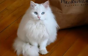 常见猫咪的身价行情分许,影响猫咪的价格的关键因素有哪些?(图14)