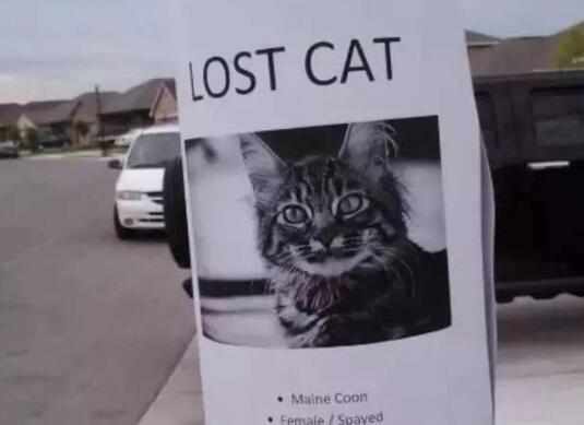 猫咪不幸走丢,一年后却奇迹般找了回家,猫:找你找得好辛苦啊!(图1)