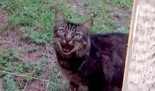 猫咪不幸走丢,一年后却奇迹般找了回家,猫:找你找得好辛苦啊!(图2)