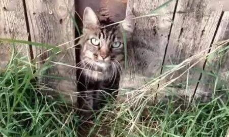 猫咪不幸走丢,一年后却奇迹般找了回家,猫:找你找得好辛苦啊!(图3)