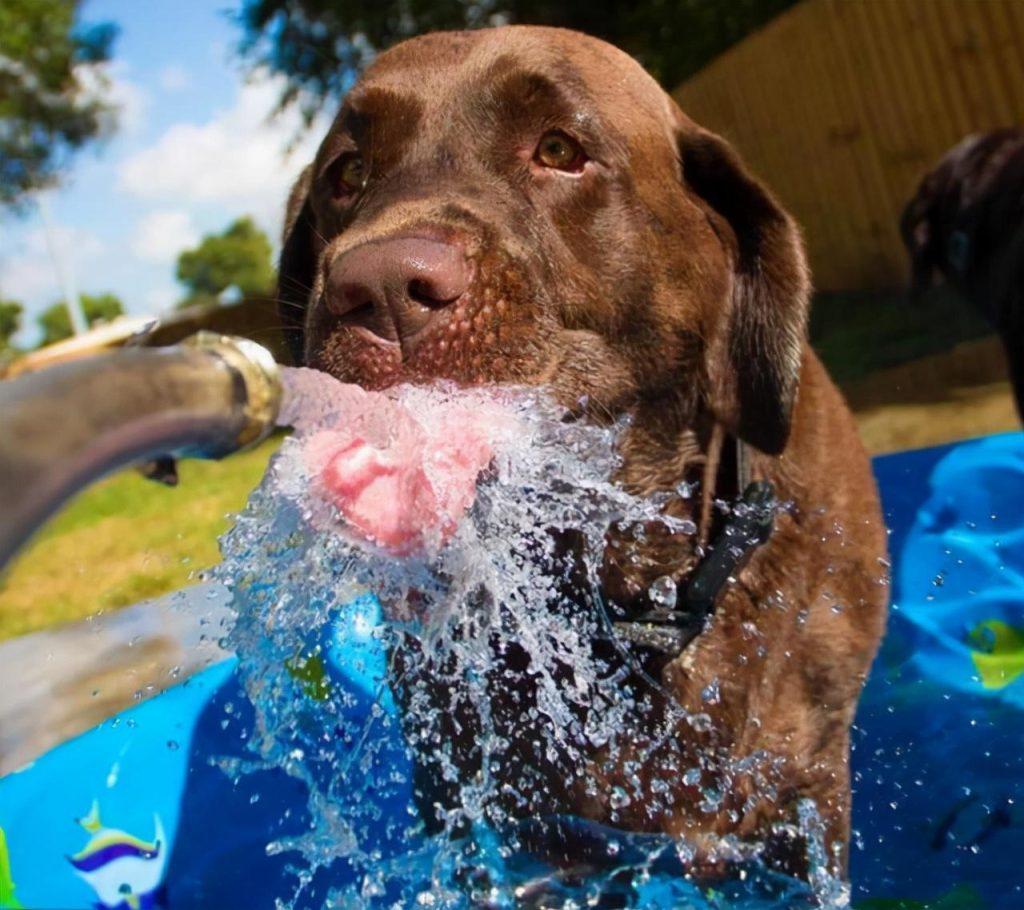 狗狗排斥喝水怎么办?变个法子试试看!(图1)