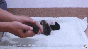 如何判断小猫的大小?(图2)