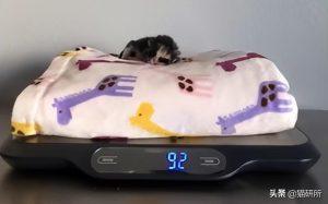 如何判断小猫的大小?(图4)