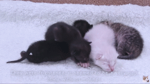 如何判断小猫的大小?(图3)