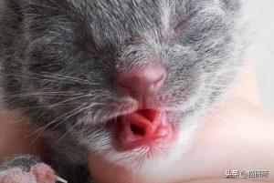 如何判断小猫的大小?(图6)