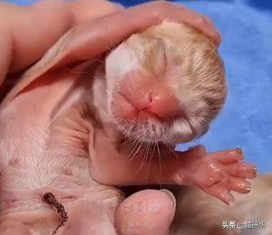 如何判断小猫的大小?(图7)