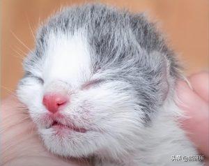 如何判断小猫的大小?(图5)