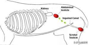 如何判断小猫的大小?(图11)
