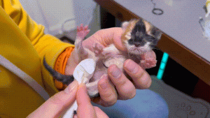 如何判断小猫的大小?(图12)