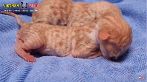 如何判断小猫的大小?(图13)