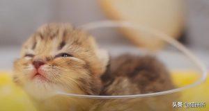 如何判断小猫的大小?(图15)