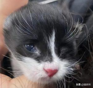 如何判断小猫的大小?(图16)