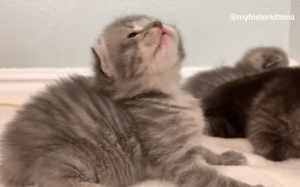 如何判断小猫的大小?(图23)