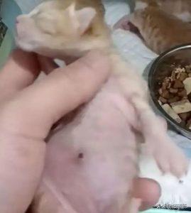 如何判断小猫的大小?(图17)