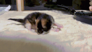 如何判断小猫的大小?(图19)