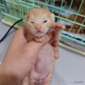 如何判断小猫的大小?(图18)