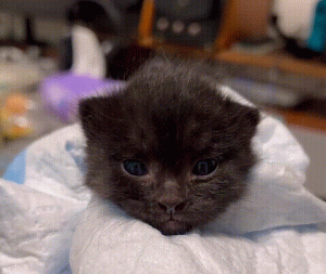 如何判断小猫的大小?(图22)