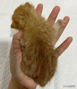 如何判断小猫的大小?(图21)