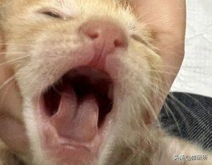 如何判断小猫的大小?(图25)