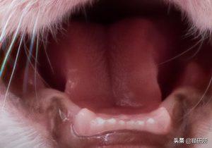 如何判断小猫的大小?(图29)