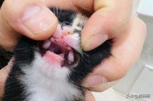 如何判断小猫的大小?(图28)