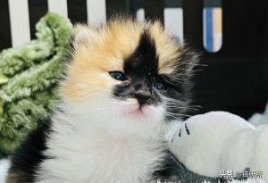 如何判断小猫的大小?(图31)