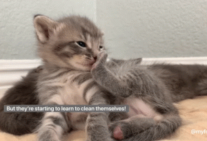 如何判断小猫的大小?(图30)