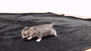 如何判断小猫的大小?(图32)