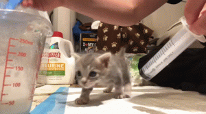 如何判断小猫的大小?(图34)