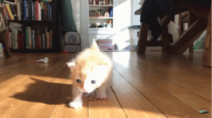 如何判断小猫的大小?(图33)