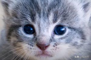 如何判断小猫的大小?(图37)