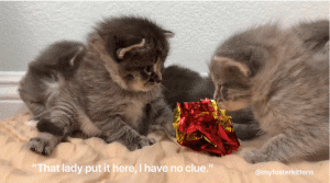 如何判断小猫的大小?(图35)