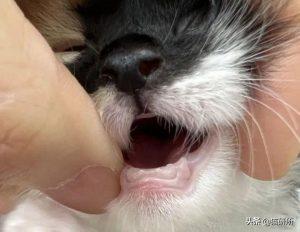 如何判断小猫的大小?(图38)