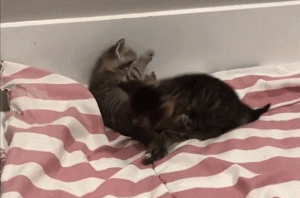 如何判断小猫的大小?(图40)