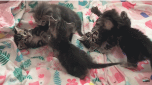 如何判断小猫的大小?(图41)