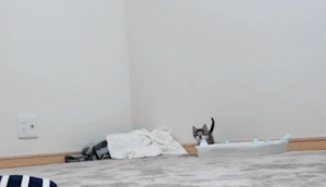 如何判断小猫的大小?(图44)